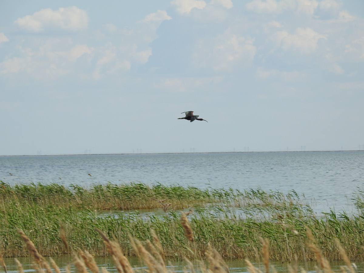 Каравайка над Лиманом