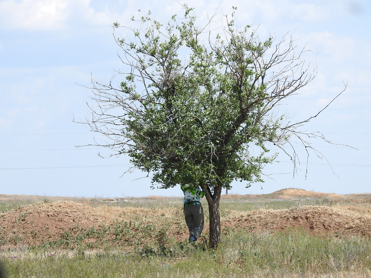Пытаюсь добраться до гнезда сорокопута