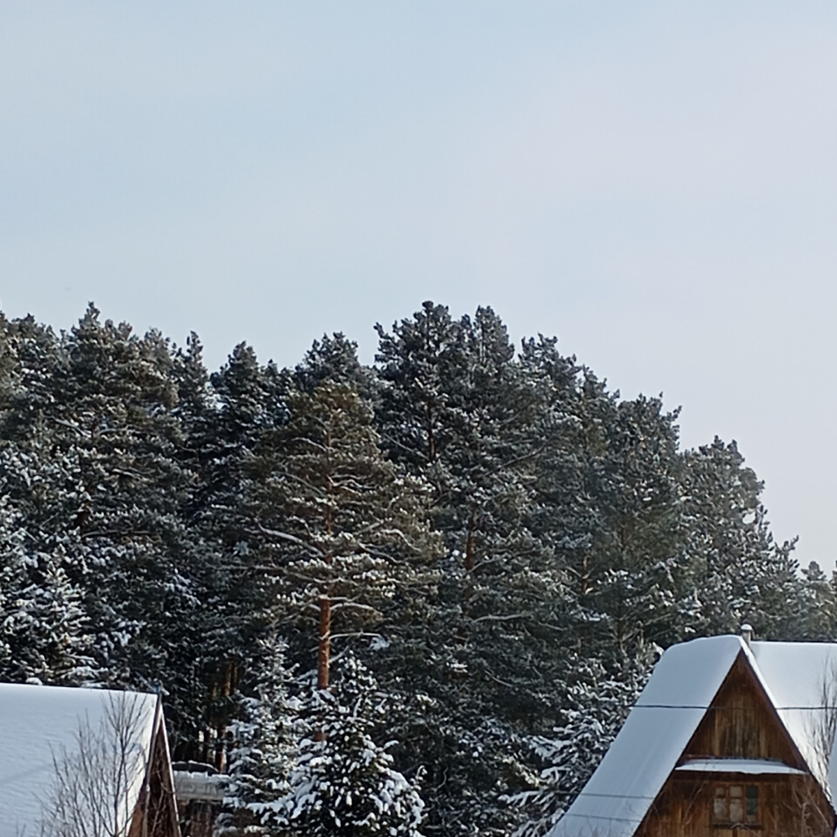 Вид с окна на лес