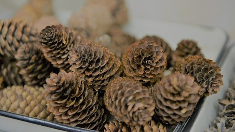 О лесном семеноводстве рассказал Дмитрий Патрушев