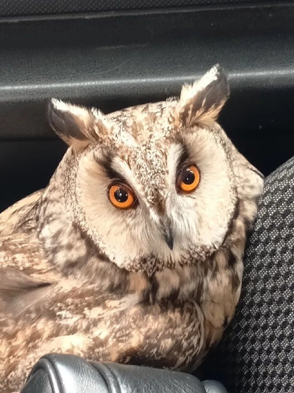     © фото - ОКУ "Курский областной центр по охоте и рыболовству" в ВК