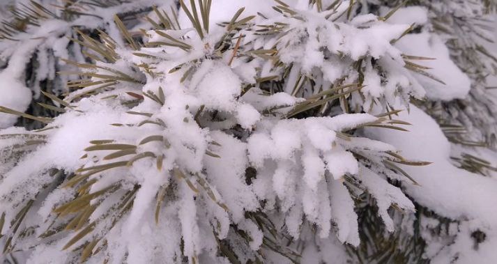 Фото автора.