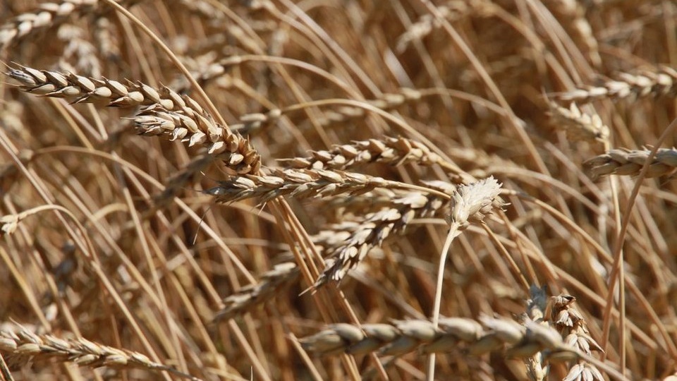 Свыше 300 тысяч тонн зерна экспортировали с начала года из Алтайского края