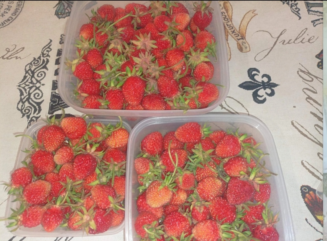 Ягодка с нашего участка