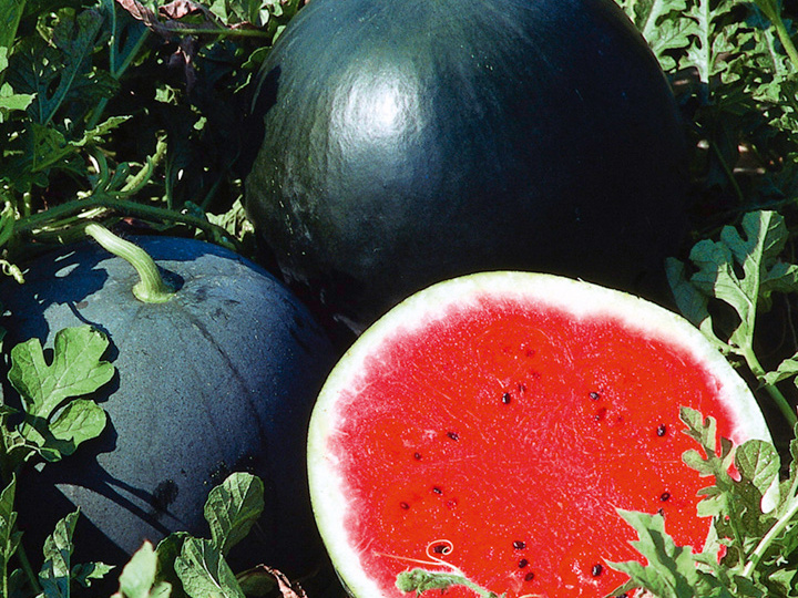 Как вырастить сладкий арбуз в средней полосе: обзор 5 сортов, которые удивят результатом