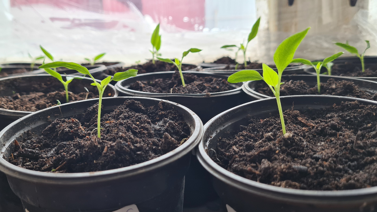 Болгарский перец. 