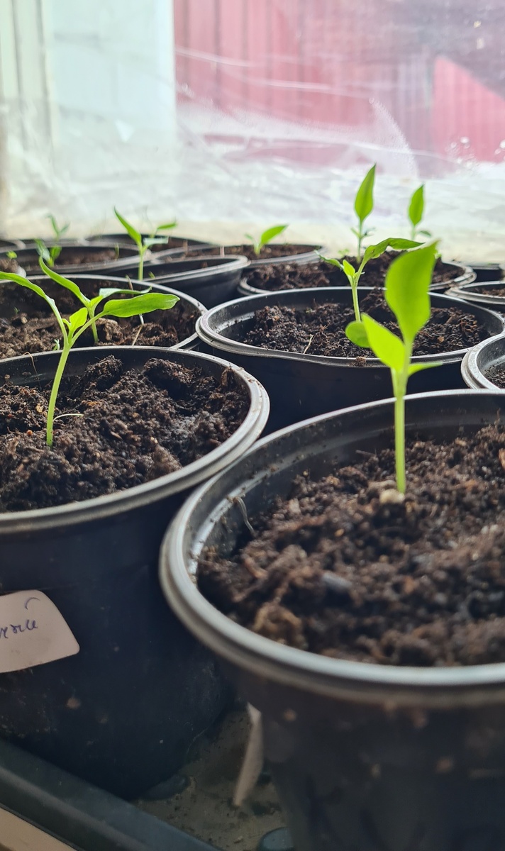 Перец 6 марта .