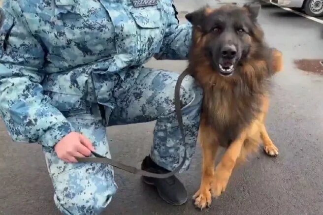    Фото: t.me/mvd_23