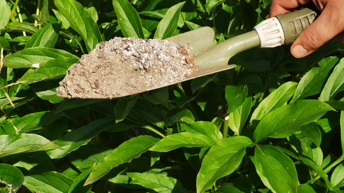 Острая лопата и зола — весь набор для успешного деления