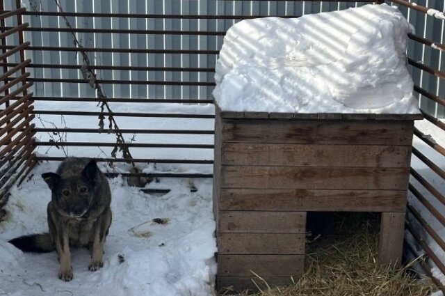    Домик Додобони в приюте «Того». Фото: Приют «Того»