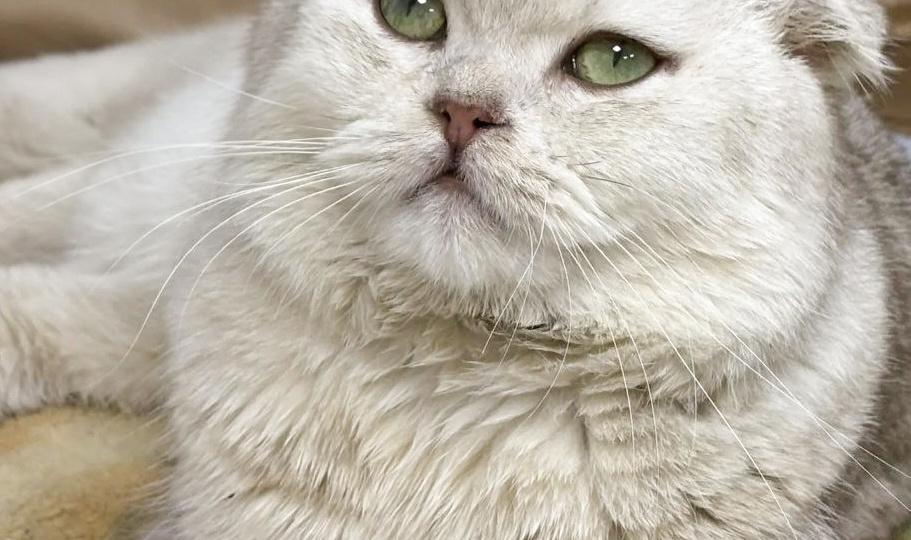 Шотландский вислоухий кот Читос ищет дом! Москва, Питер