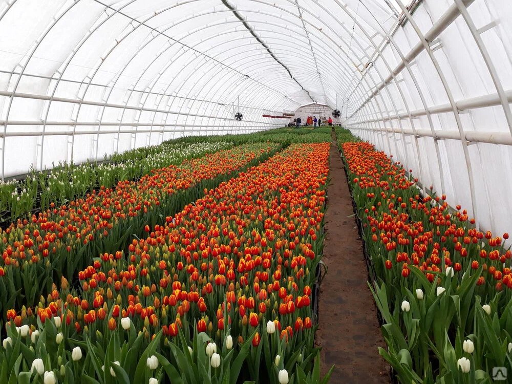 Живые цветы