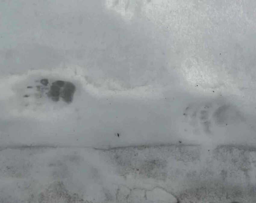    Хоперский заповедник.