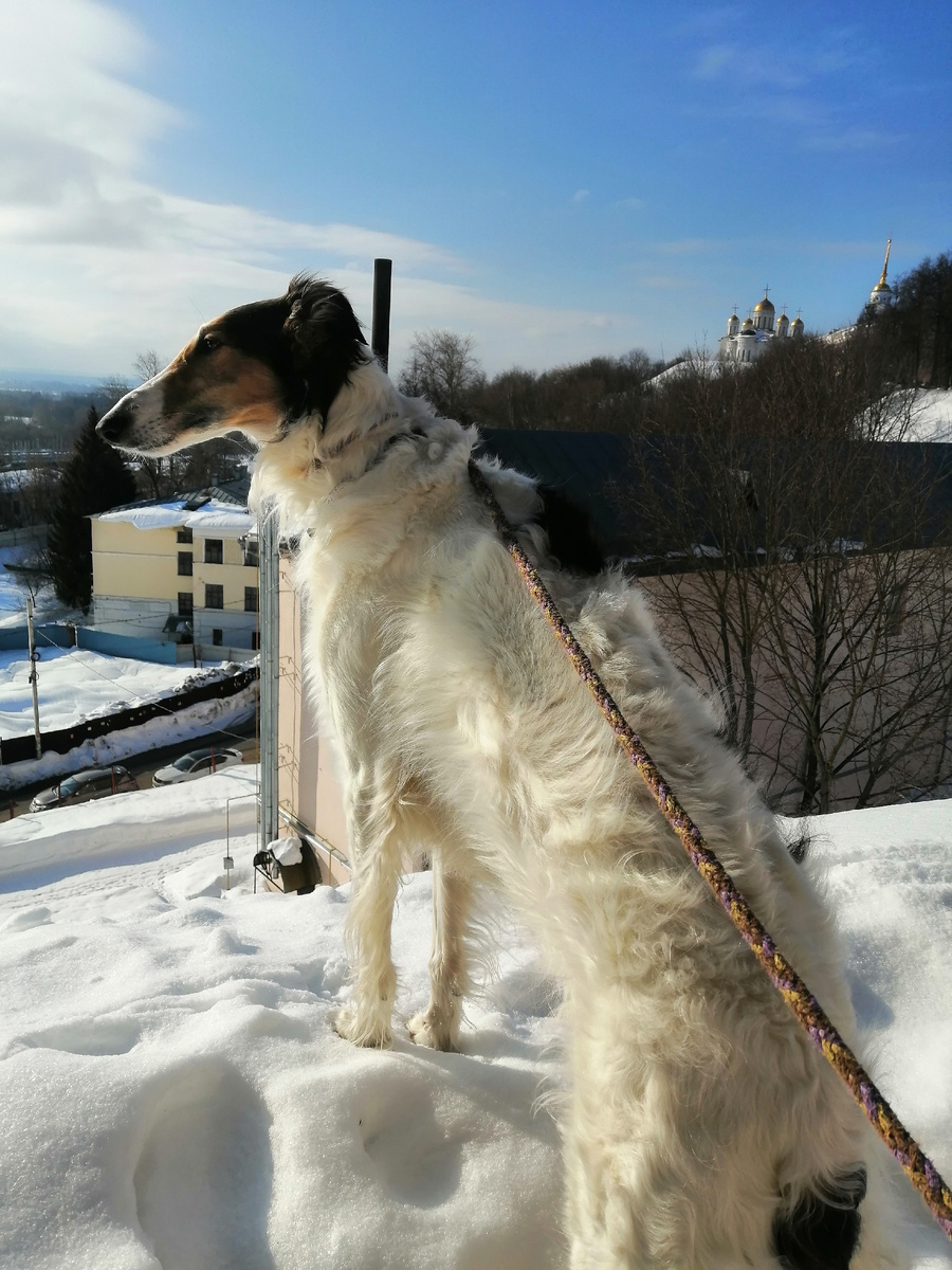 Робко выглядывает солнышко. Собака грязная от мартовской грязи. Мой самый нелюбимый месяц (выражаюсь максимально деликатно) 
