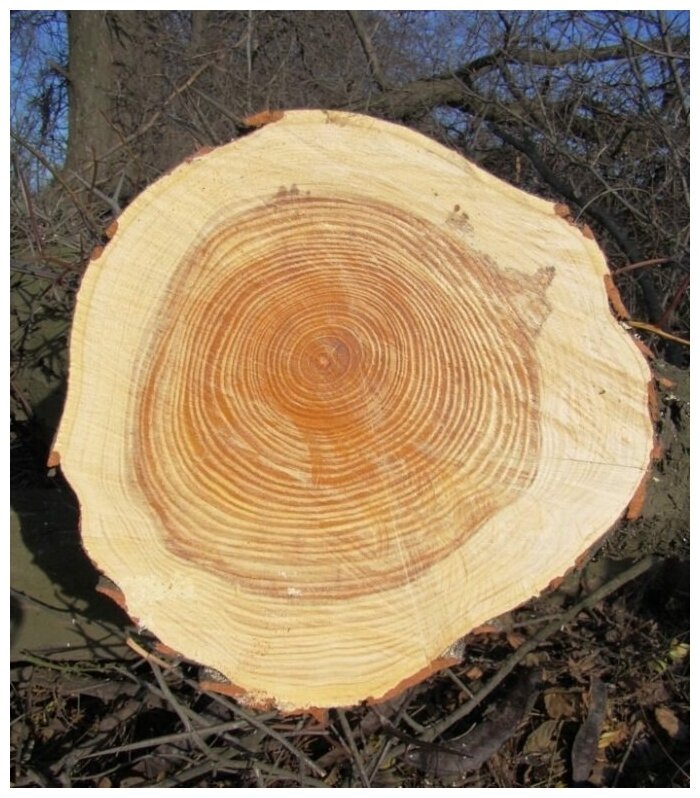 Темный центр- это ядро, то что светлое вокруг- заболонь. Фото из открытых источников 