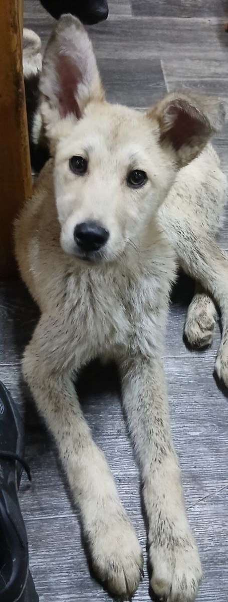 Это щенок по имени Волк, которого совсем недавно Наргиза Шавкатовна встретила около магазина. Малышу очень нужен дом и заботливые хозяева