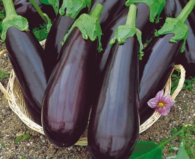 Сорт "универсал 6"