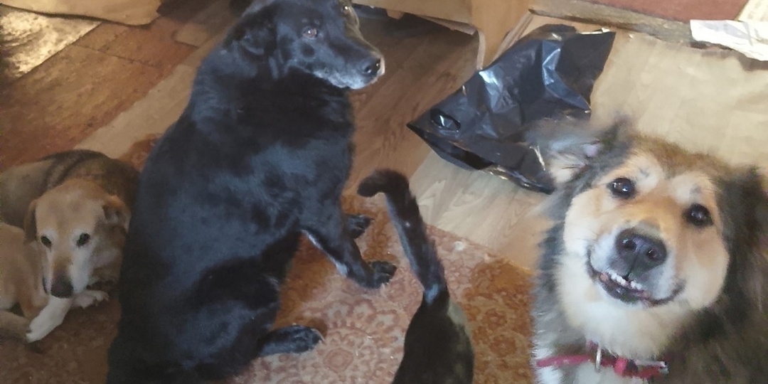 В Тверской области люди помогают животным погибшей из-за схода снега хозяйки