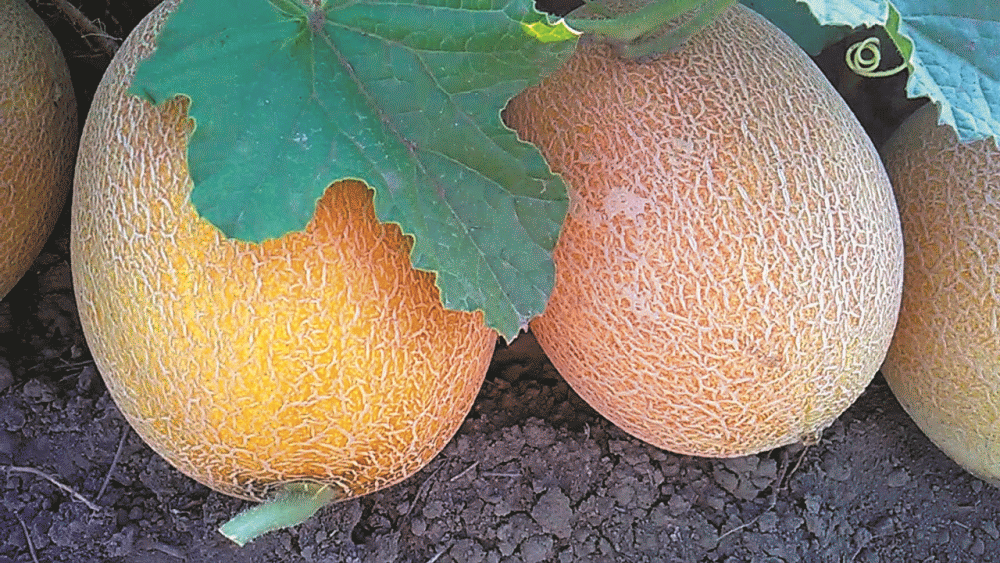 Дыня Айкидо: современный фаворит гурманов