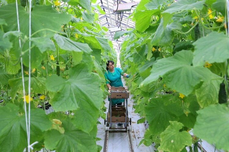 В тепличном комплексе «Трубичино» на празднике первого огурца подчеркнули плюсы биологизации