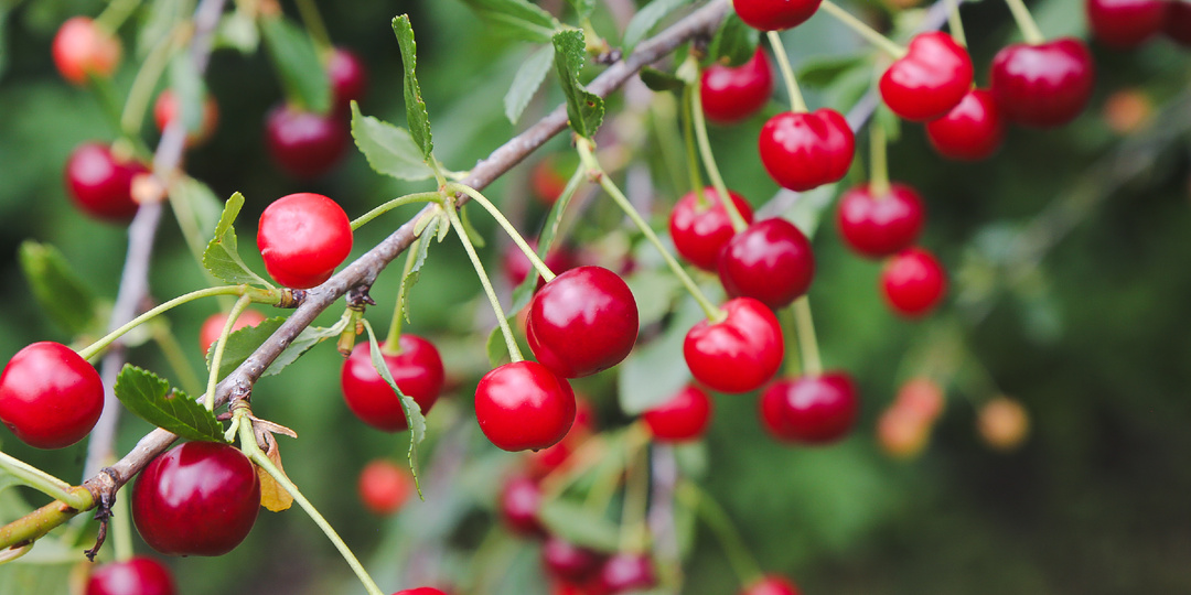 Вишня в саду: как выбрать сорт и получить урожай