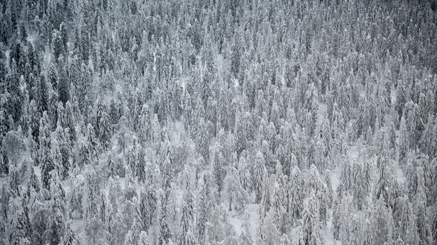    Фото: © РИА Новости/Владимир Астапкович