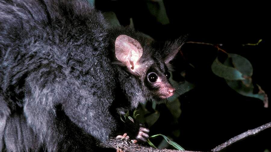    Фото: Global Look Press/Tom and Pam Gardner/FLPA