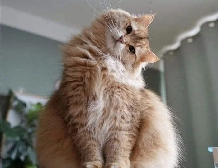 Мемы с котиками