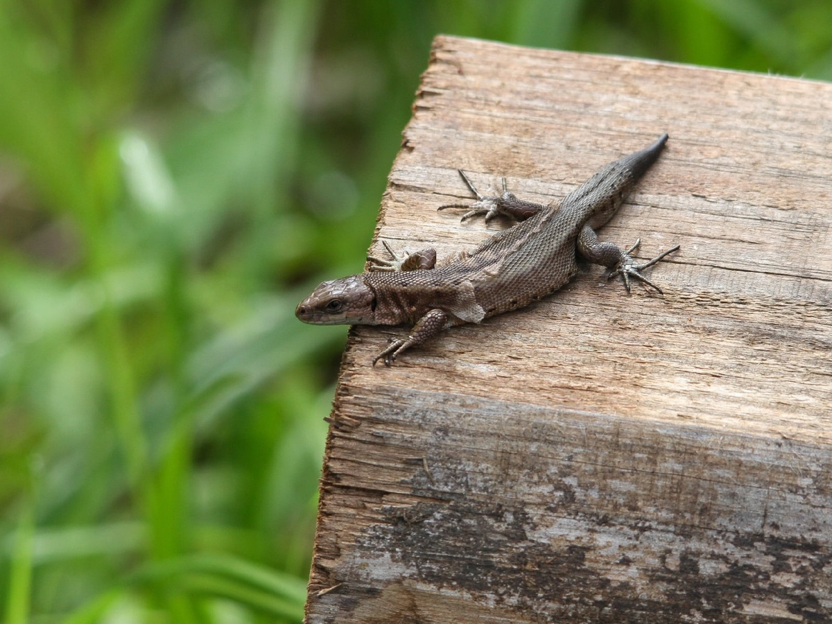 Автор фото: Вера Рыженкова
