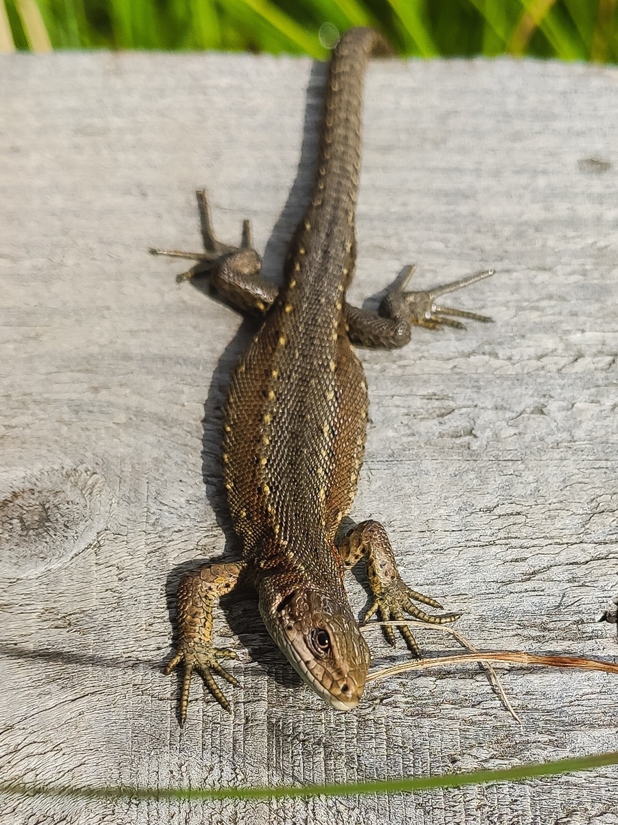 Автор фото: Вера Рыженкова