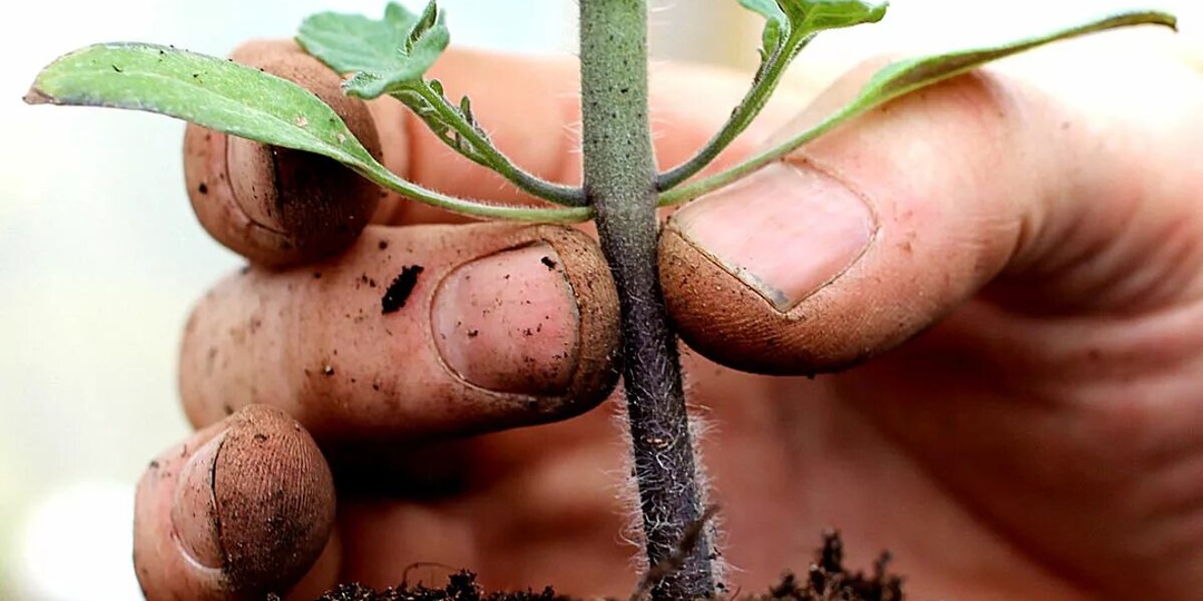 Осторожно: чёрная ножка! Как спасти рассаду и не потерять все всходы