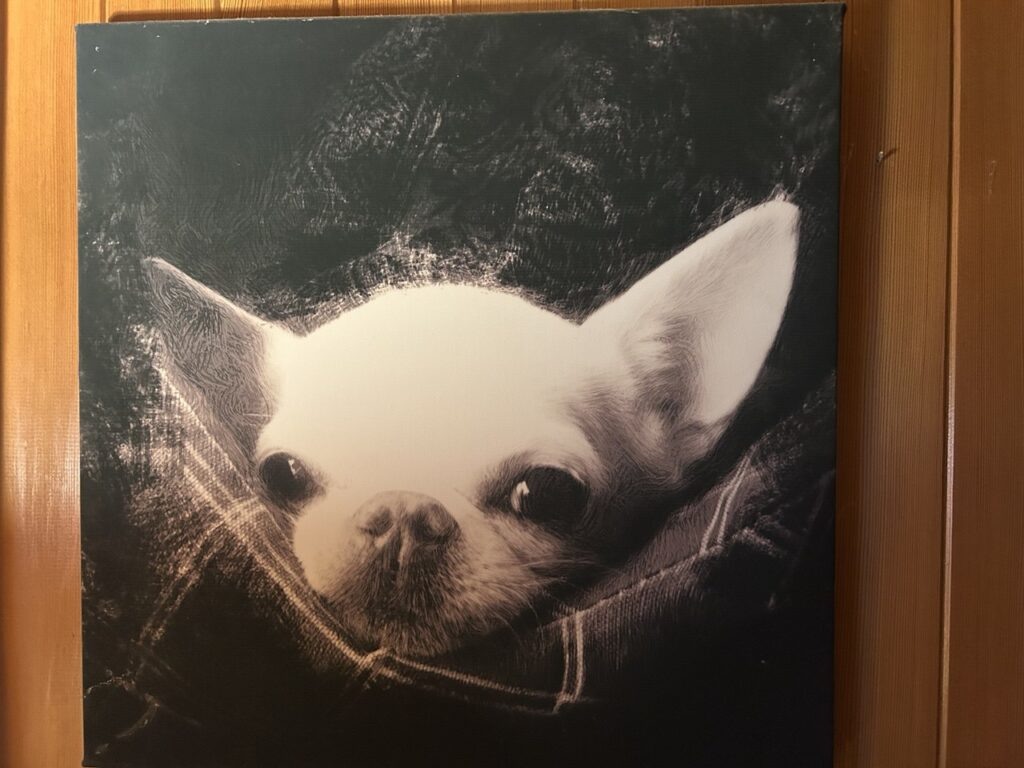      Зоопсихологи: весенняя депрессия у людей передается их кошкам и собакам
