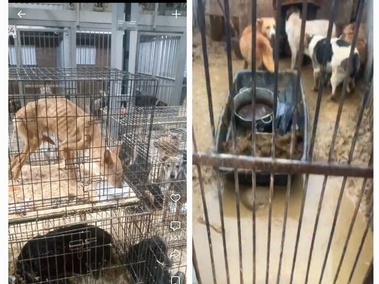     фото: скриншот из видео Владимира Шумилина, который проник в отлов «Добрые люди»