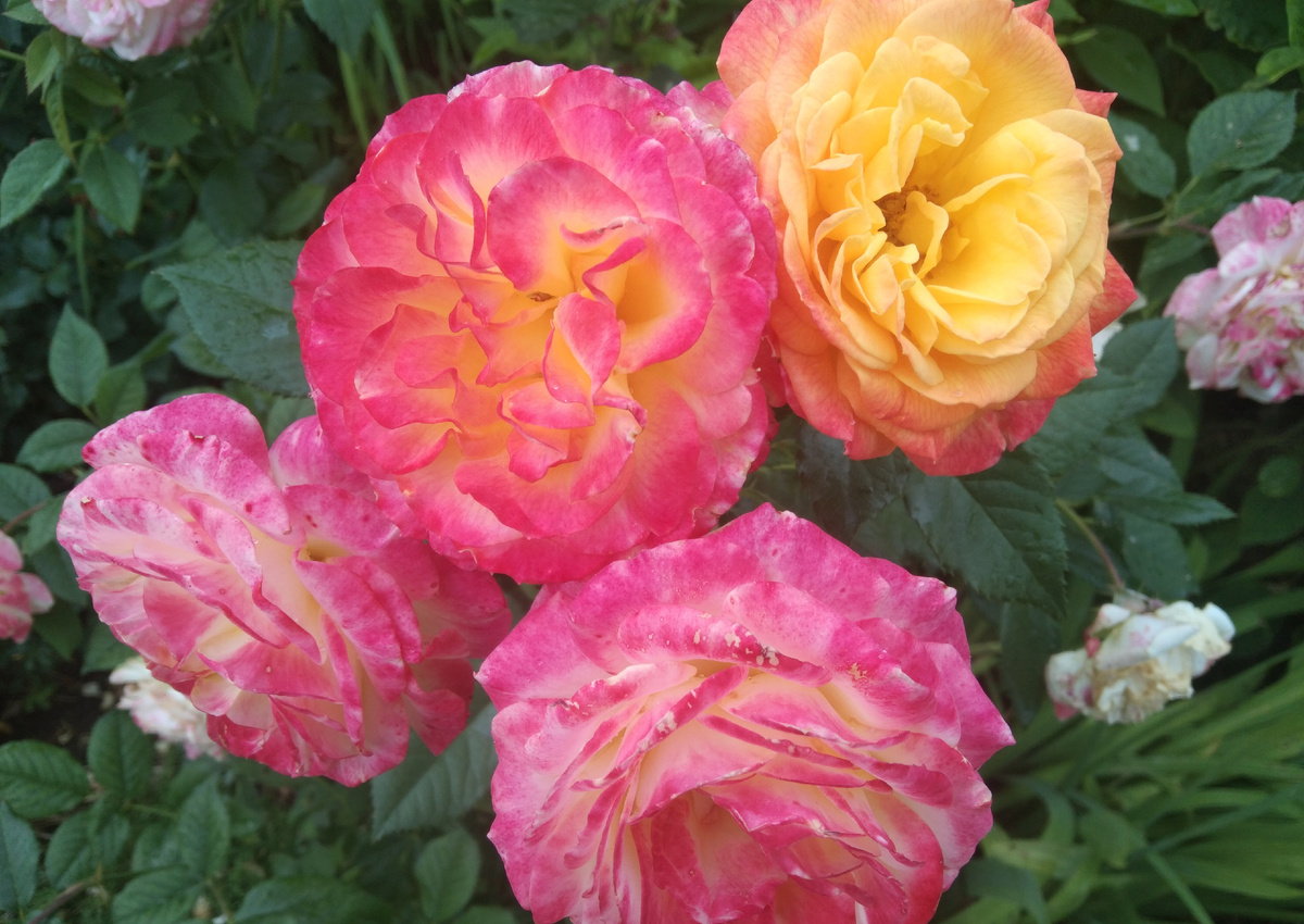 Красотка роза Гартеншпасс