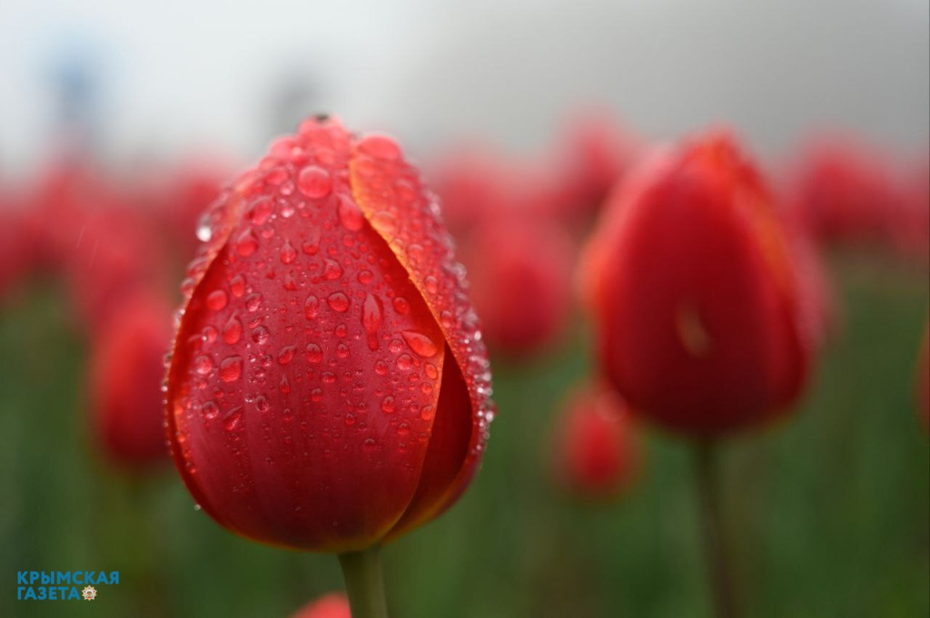 Фото: Гала Амарандо