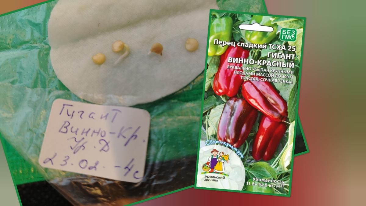 Семена переца проклюнулись на 6 день. 