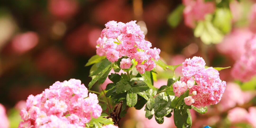 Россиян предупредили о новой схеме мошенников перед 8 Марта