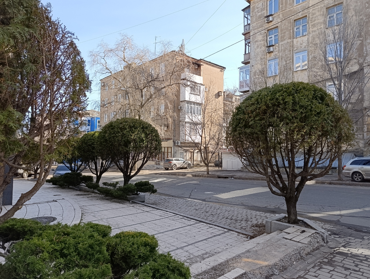 Вечнозелёные растения в Донецке. По дороге на автостанцию.