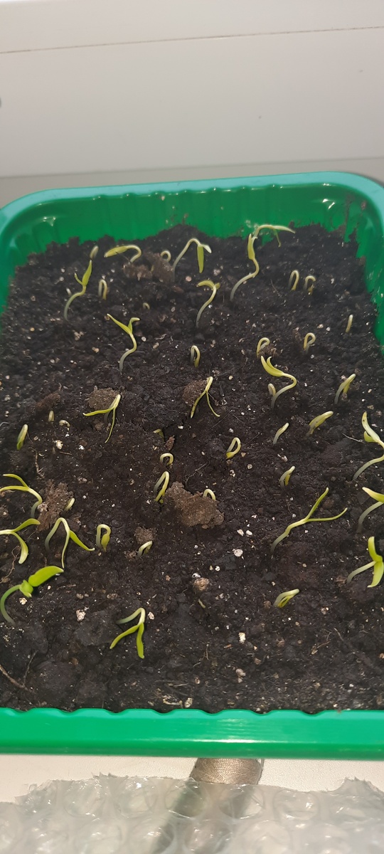 Болгарский перчик сорт Какаду. 