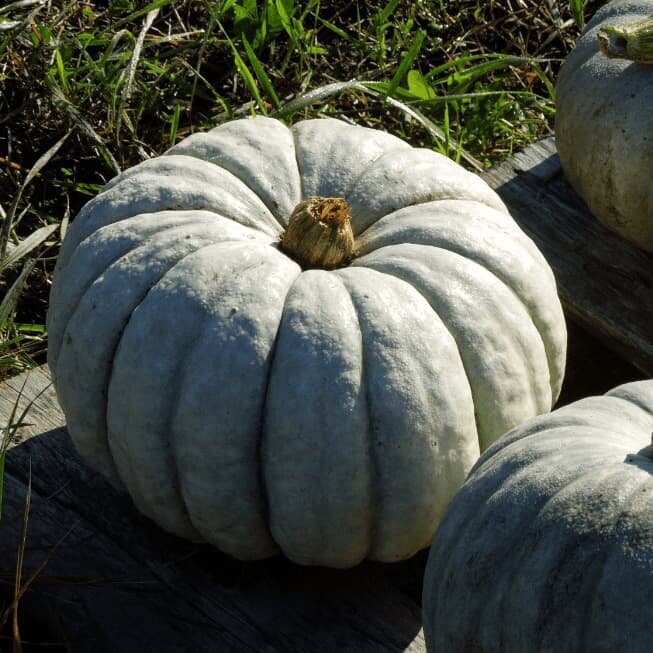 Тыква Мраморная: эталон вкуса и лёжкости