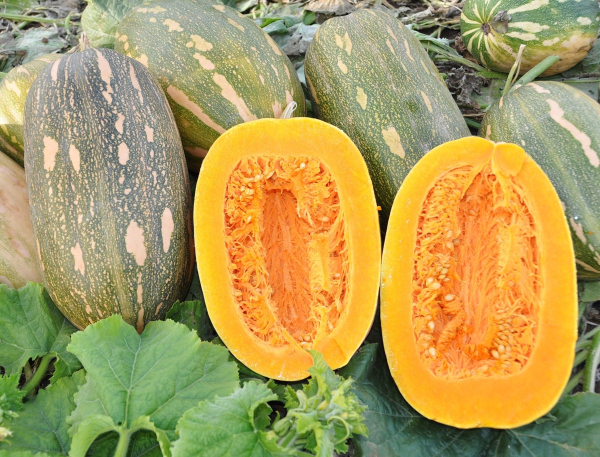 Тыква Витаминная: кладезь пользы для всей семьи