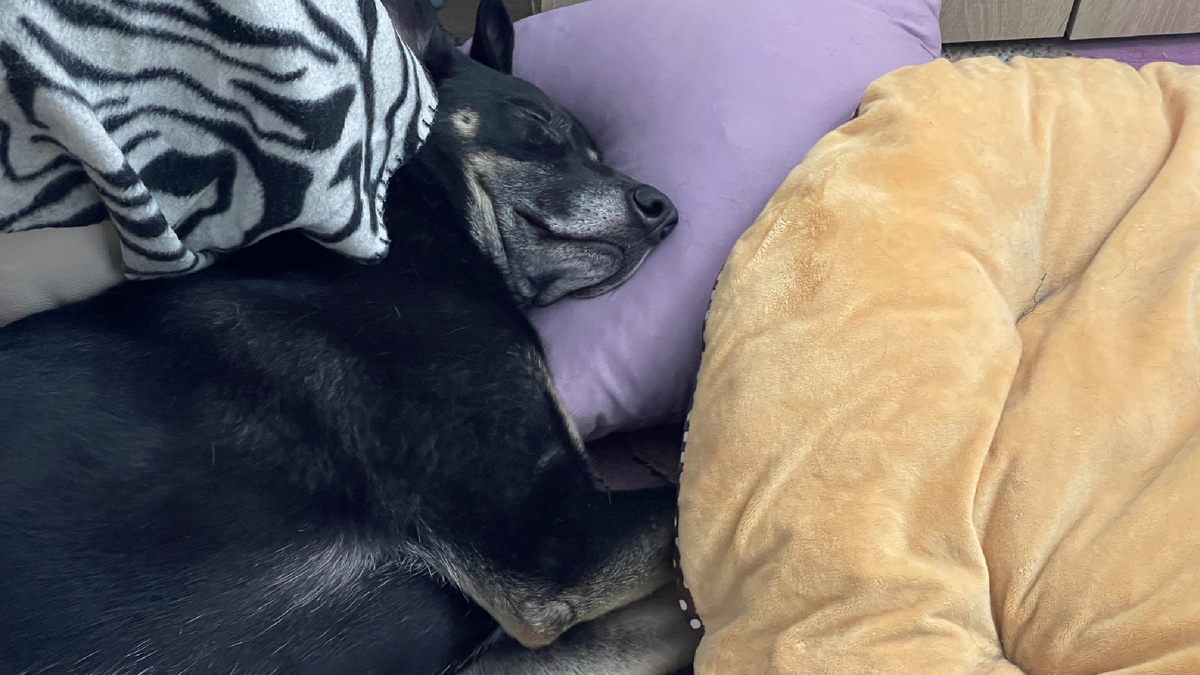 А вообще… Хочу и кряхчу! Мое дело! Скажите спасибо, храплю негромко 😅! Хотя… Что-то мне подсказывает, что мои человеки и с этого умиляются!