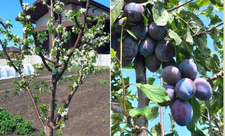 Весенняя обрезка сада без стресса