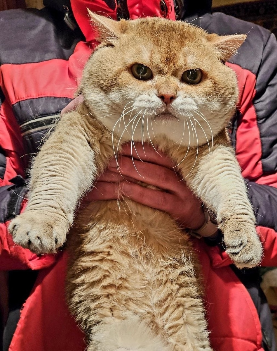 Кошка, 8 лет.