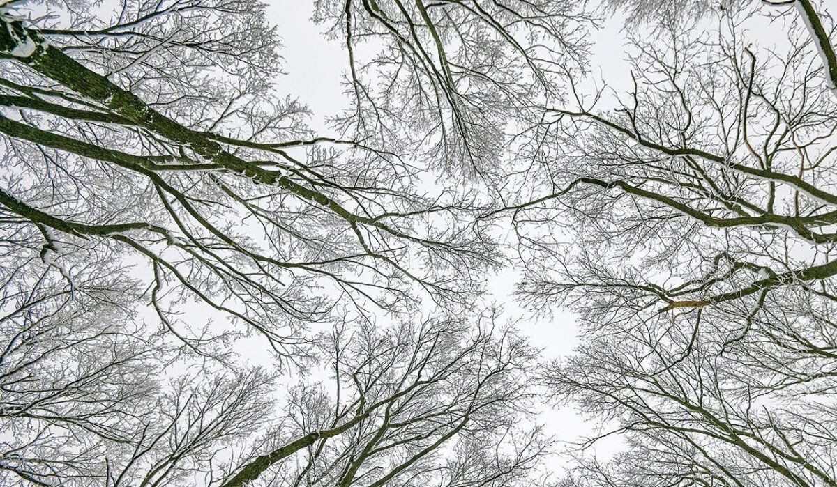     Деревья. Источник: mos ru Автор фото: Пресс-служба Мэра и Правительства Москвы