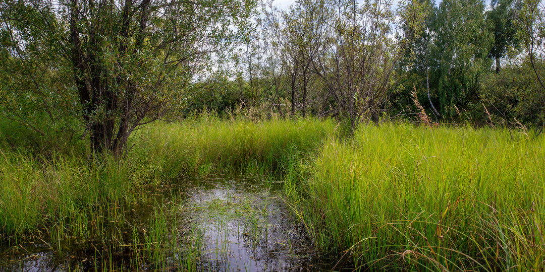 И что в них такого, в этих болотах?