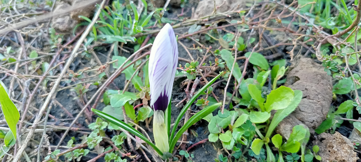 Бутон вылез