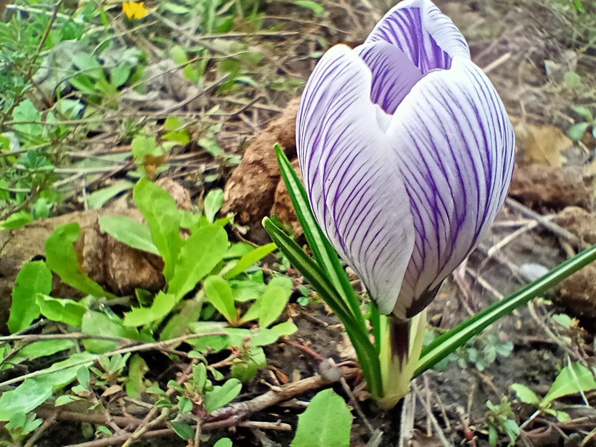 Это крокус оказался