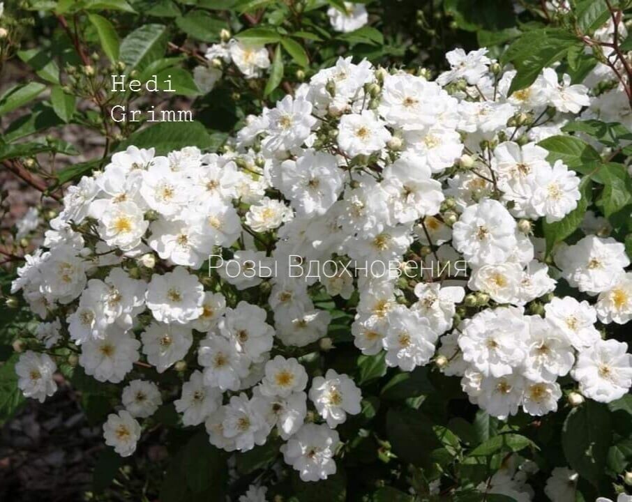 Роза мускусная Хеди Гримм. Фото с сайта Розы вдохновения.