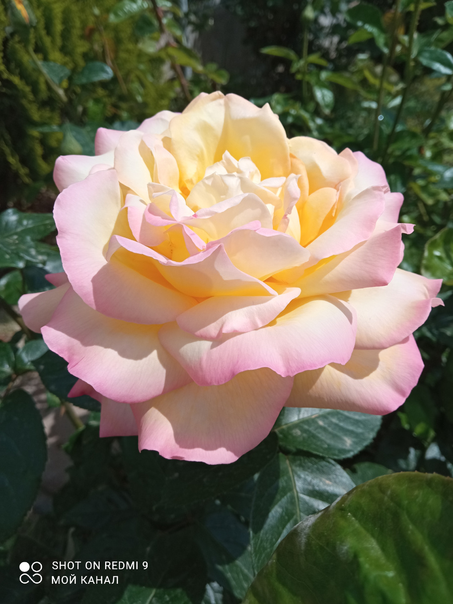 Вот наш привычный размер цветка. Визьмеш в руки - маешь вещь. Ч/г роза Глория Дей. Фото из моего сада.